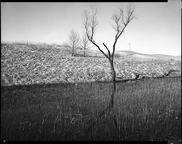Mirrored Tree