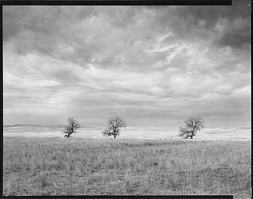 Three Trees