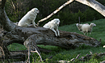 Akbash guard dogs