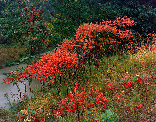 Sumac, Long Pine, NE