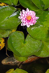 Water Lily and Carp
